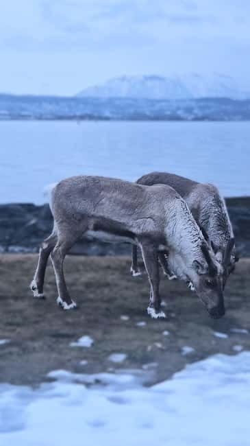 Tromsø: Kvaløya and Sommarøy Guided Tour with Lunch - Practical Tips for Travelers