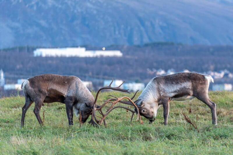 Tromsø: Kvaløya & Sommarøy Guided Tour - Who Should Consider Booking?