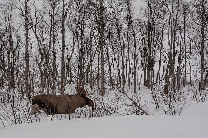 Tromsø: Kvaløya & Sommarøy Guided Tour - Lunch and Refreshments in the Arctic
