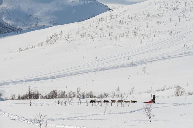 Tromsø: Kvaløya & Sommarøy Guided Tour - The Value of the Experience