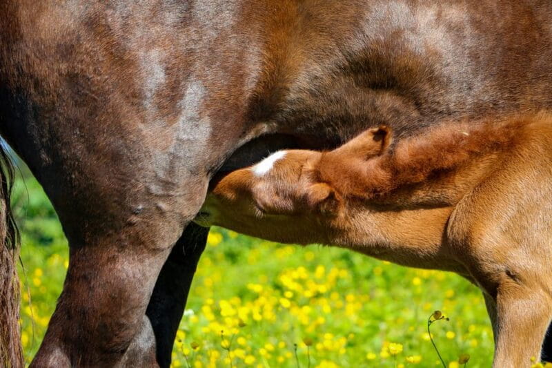 Tromsø: Lyngen Horse Summer Evening Riding Experience - Caring for Horses and Cultural Flavors