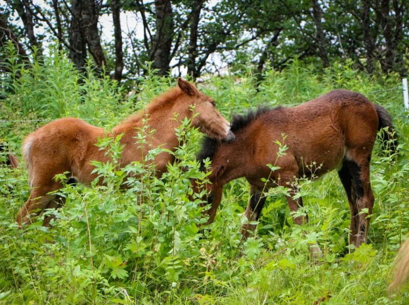 Tromsø: Lyngen Horse Summer Evening Riding Experience - Who Is This Experience For?