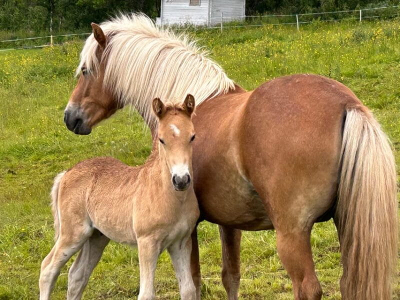 Tromsø: Lyngen Horse Summer Riding Experience - Key Points / Takeaways