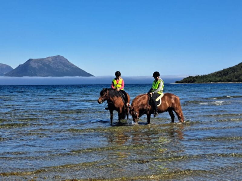Tromsø: Lyngen Horse Summer Riding Experience - Setting the Scene: Why This Tour Stands Out