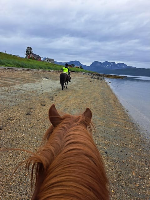 Tromsø: Lyngen Horse Summer Riding Experience - The Horseback Ride: What to Expect