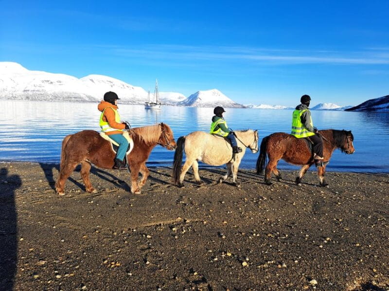 Tromsø: Lyngen Horse Winter Riding Experience - Introducing the Lyngen Horse Winter Riding Experience
