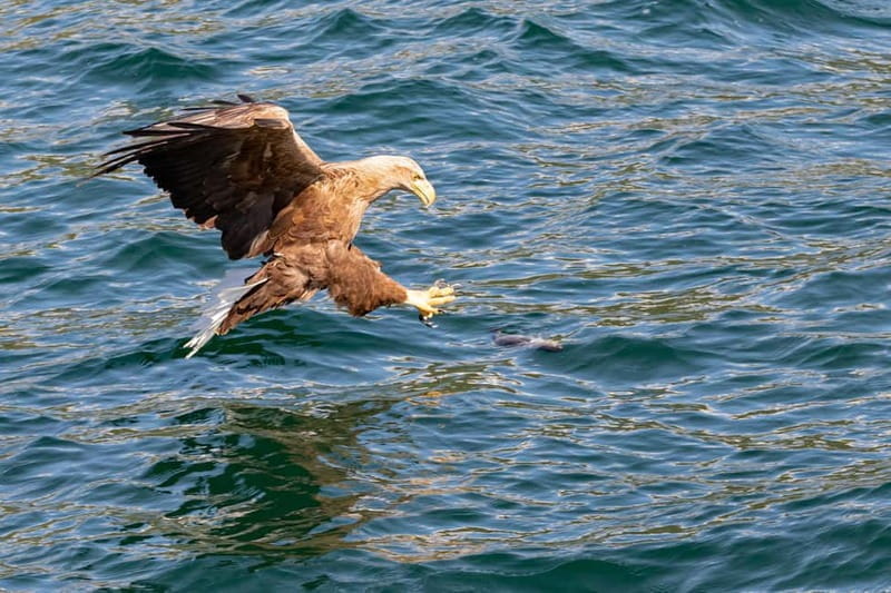 Tromsø: Midnight Sightseeing Cruise All-inclusive - The Complete Breakdown of the Midnight Fjord Cruise