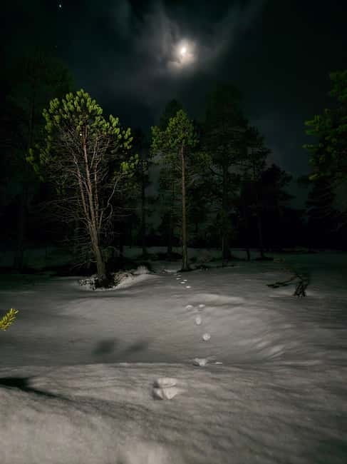 Tromsø: Northern Lights and a Starlit Adventure Tour - Exploring Tromsø’s Arctic Wilderness in Depth