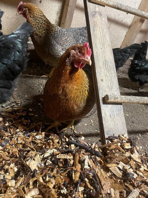 Tromsø: Norwegian farmvisit with guide - Exploring the Farm: What You Can Expect