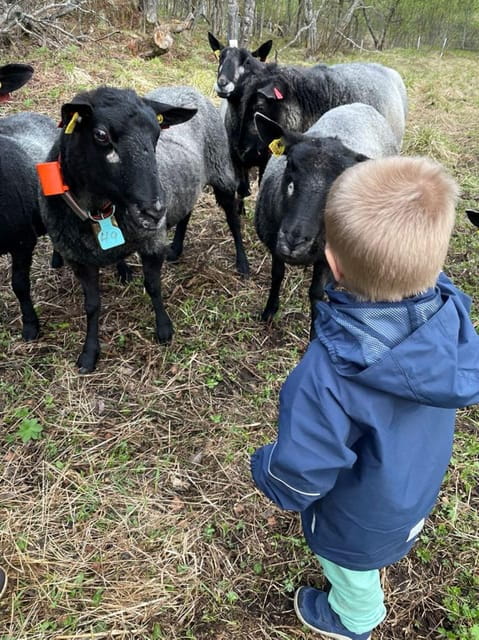 Tromsø: Norwegian farmvisit with guide - Price and Value: Is It Worth $108?