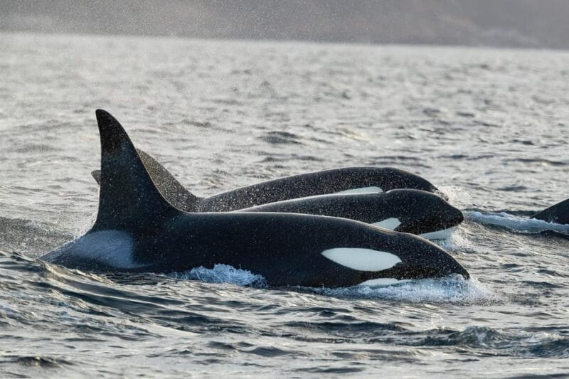 Tromsø: Orca and Whale Watching comfort heated boat Trip - The Onboard Experience: Comfort Meets Nature