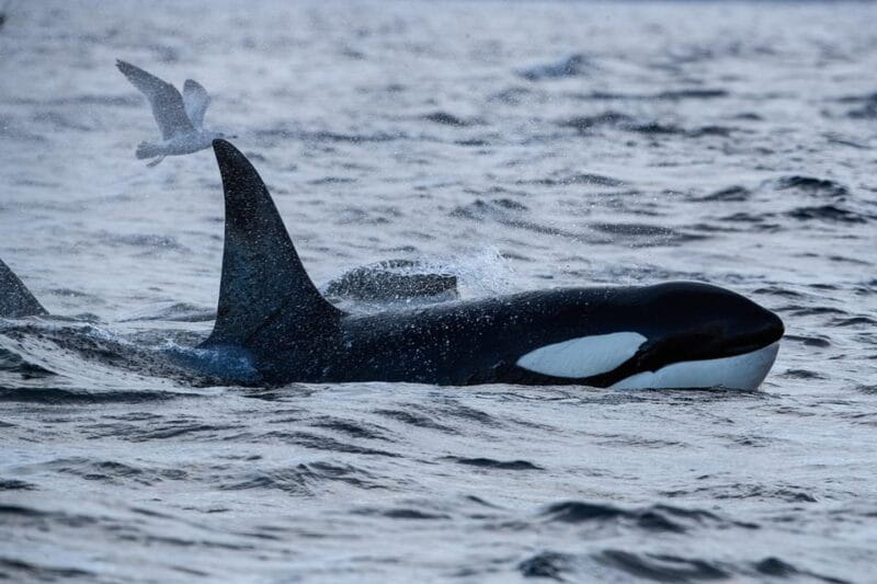Tromsø: Orca and Whale Watching comfort heated boat Trip - Who Will Appreciate This Trip Most?