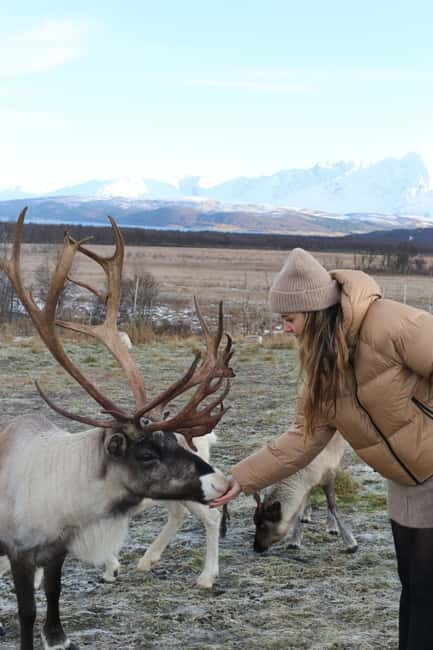 Tromsø: Reindeer Feeding and Sami Culture Tour with Lunch - Key points / Takeaways