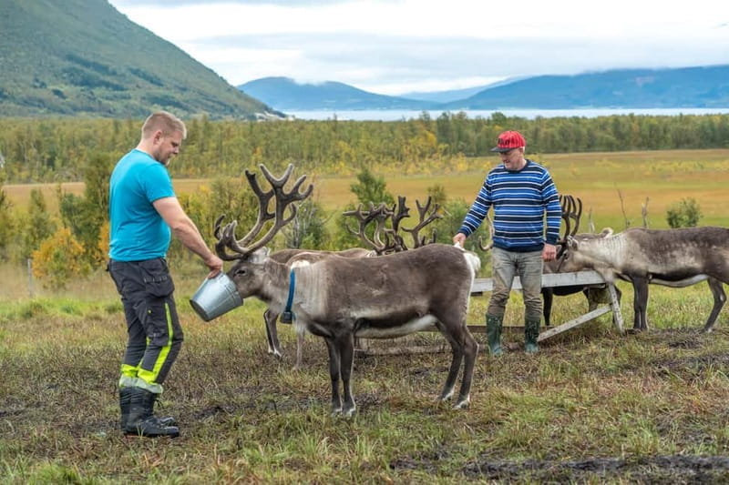 Tromsø: Reindeer Feeding and Sami Culture Tour with Lunch - Price and Logistics