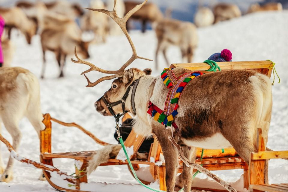 Tromsø: Reindeer Sledding & Feeding With a Sami Guide - Key Points