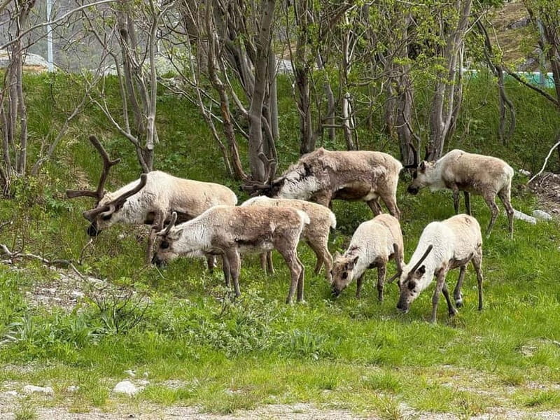 Tromsø: Scenic Fjords & Islands Roadtrip with guide & snacks - Why This Tour Offers Great Value