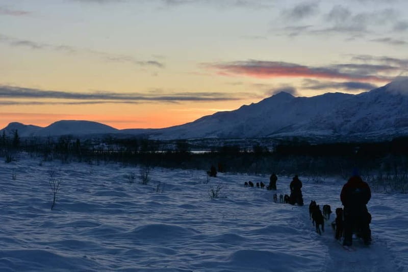 Tromsø: Self-Drive Husky Dog Sledding Adventure - Final Thoughts