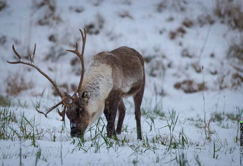 Tromsø: Sommaroy Fjord Tour with Lunch Option & Midnight Sun - Detailed Day-by-Day Breakdown of the Itinerary