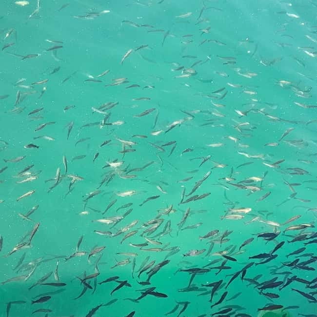 Tromsø: Sommarøy Islands, Kvaløya and Fjords Tour with lunch - Price and Value: What Youre Getting for Your Money