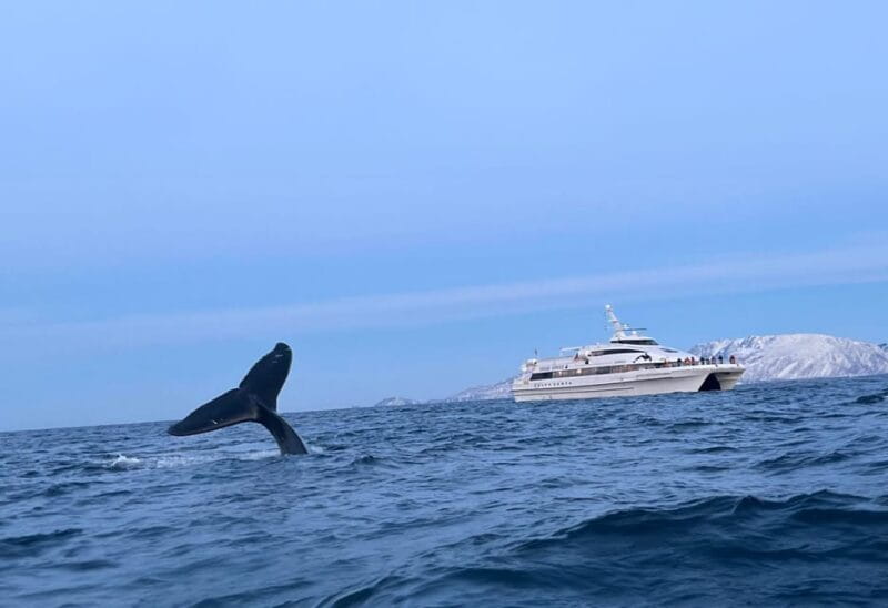 Tromsø Whale Safari with MS Gabriele - A Whale Safari in Tromsø: What You Need to Know