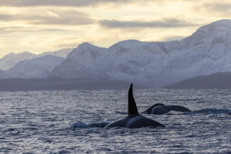 Tromsø Whale Safari with MS Gabriele - FAQ: Your Practical Questions Answered