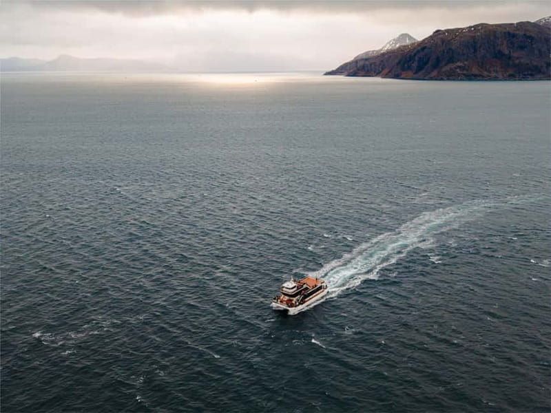 Tromsø: Whale Watching on hybrid boat with scenic bustrip - The Whale Watching: Success and Expectations