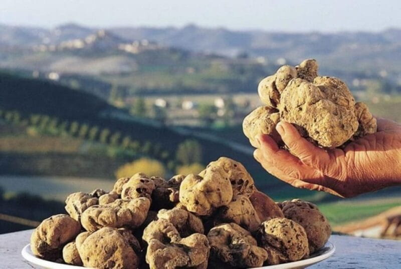 Truffle experience from Naples and Salerno - The Hiking and Outdoor Portion