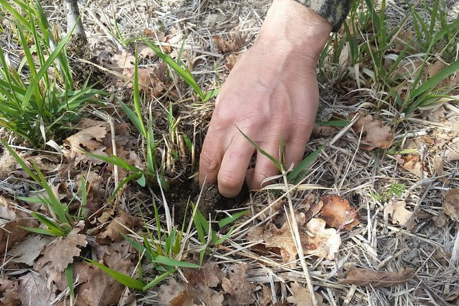 Truffle Hunt & Bio Lunch in Assisi - What Makes This Tour Stand Out?