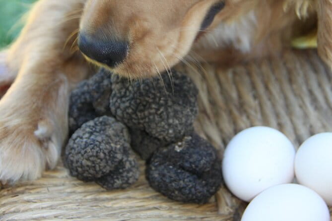 Truffle Hunting and Handmade Pasta in Ascoli Piceno - Practical Details and Value