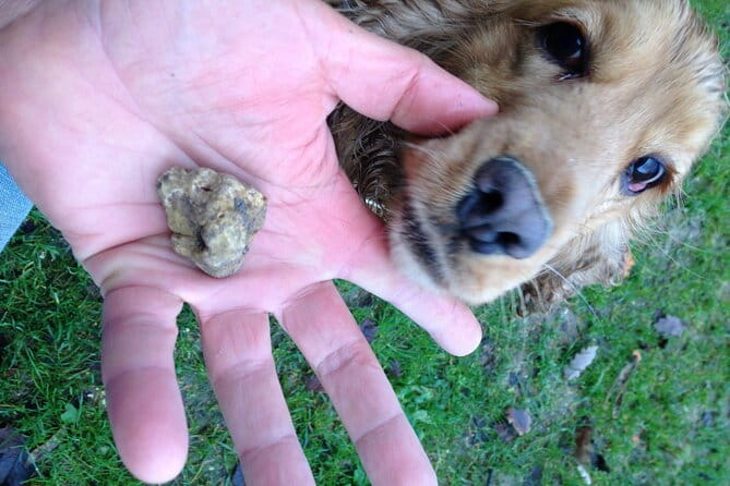 Truffle Hunting and Handmade Pasta in Ascoli Piceno - Who Is This Tour Best For?