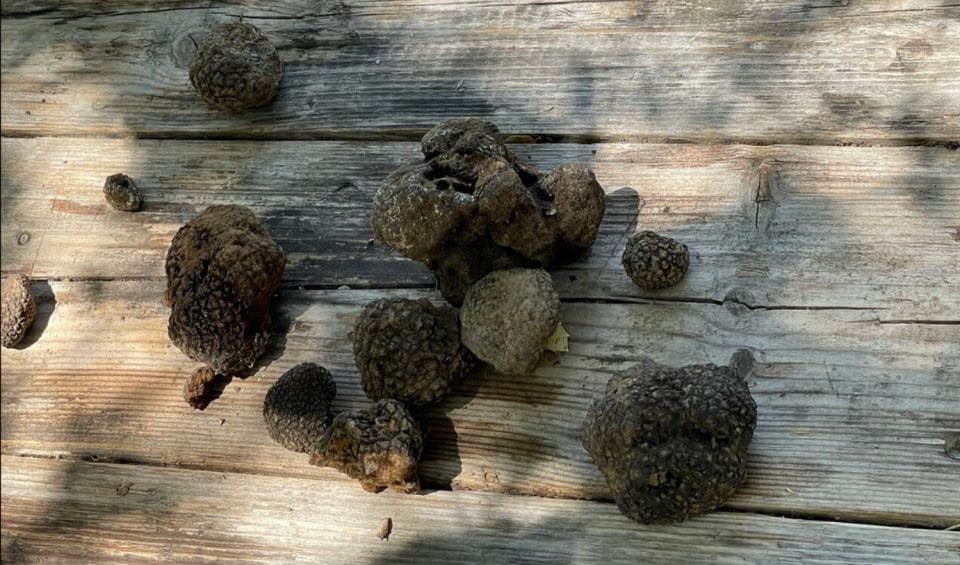 Truffle Hunting, Culinary & Wine Celebration From Heraklion - Transportation and Pickup