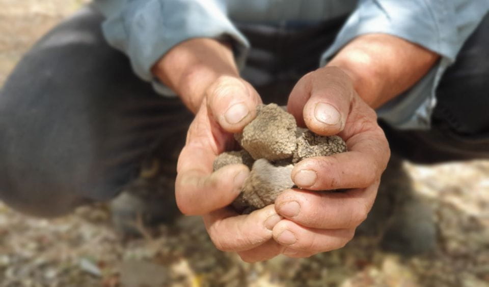 Truffle Hunting, Culinary & Wine Celebration From Heraklion - Guided Experience