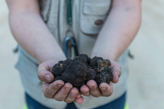 Truffle hunting - Key points / Takeaways