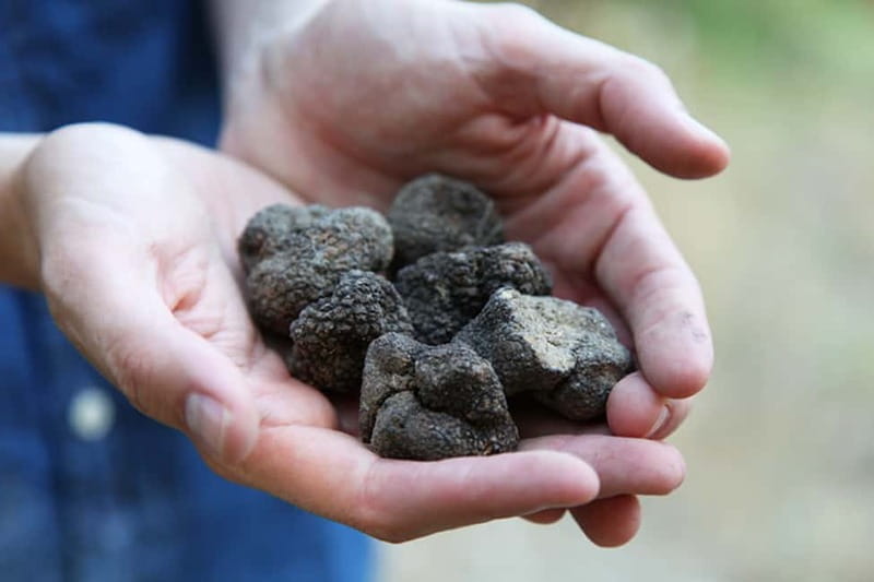 Truffle Hunting in Provence - Who Should Consider This Tour?