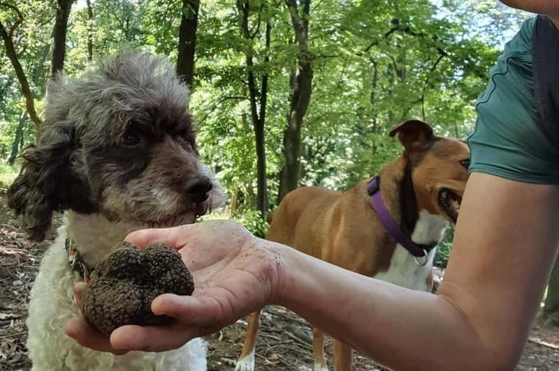 Truffle Hunting Tour, Serbia - Authentic Truffle Hunting in Serbia: A Journey into Nature and Gastronomy