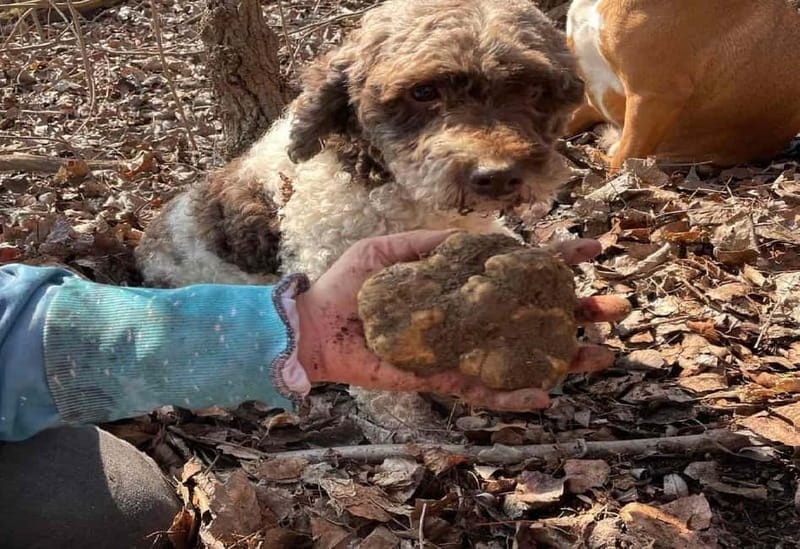 Truffle Hunting Tour, Serbia - Final Thoughts: Who Should Consider a Truffle Hunt in Serbia?