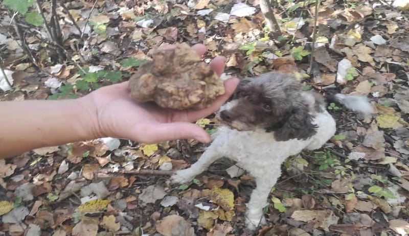 Truffle Hunting Tour, Serbia - FAQ