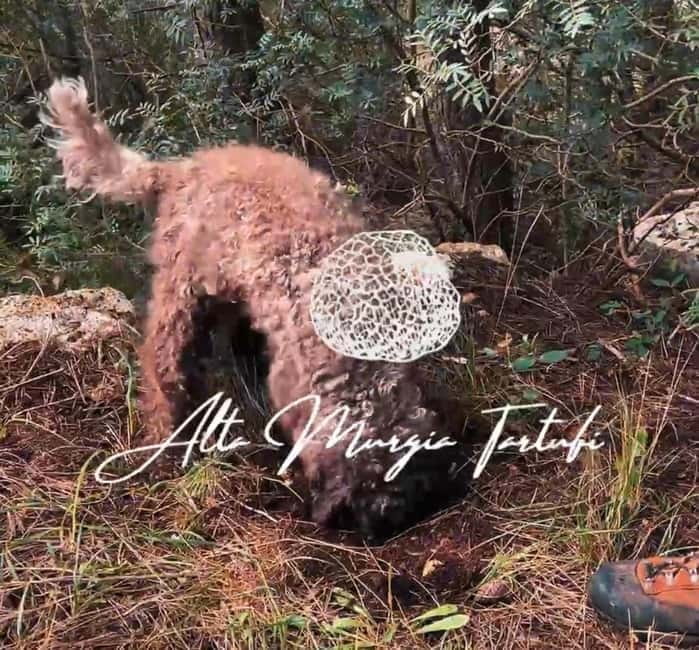 Truffle hunting with tasting in Alta Murgia - Key points / Takeaways