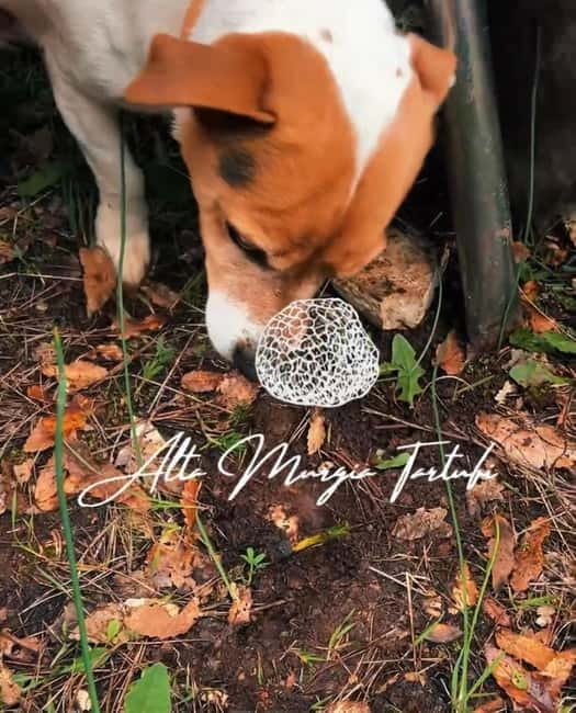 Truffle hunting with tasting in Alta Murgia - Final Thoughts: Is It Worth It?