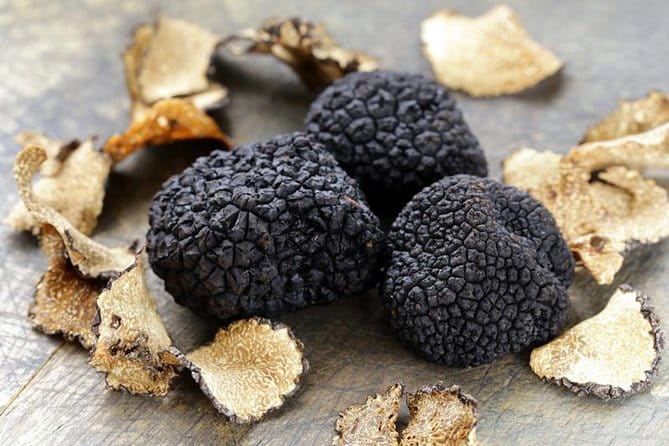 Truffle Hunting with Tasting Included - Umbria, Italy - Key Points / Takeaways