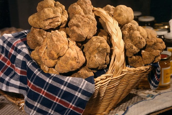 Truffle Hunting with Tasting Included - Umbria, Italy - Final Thoughts: Who Should Consider This Tour?