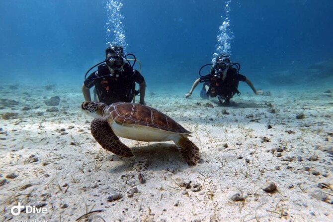 Try a Scuba Diving Experience - Exploring the Underwater World