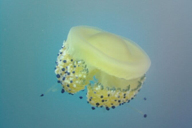 Try Scuba Dive (baptism of the sea) - Key points / Takeaways