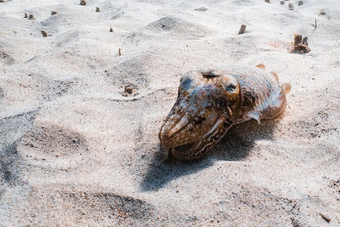 Try Scuba Diving | 1 dive - Introduction: Exploring Lanzarote’s Underwater World with Confidence
