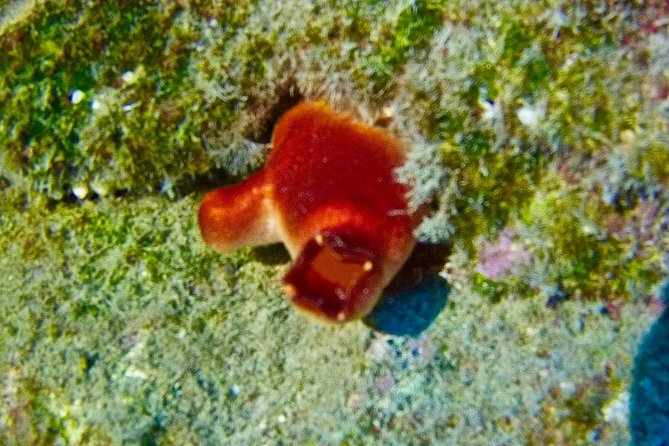 TRY SCUBA DIVING With a Dedicated Instructor - Suitability and Accessibility