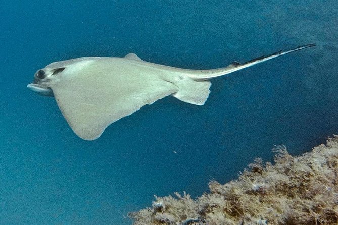 TRY SCUBA DIVING With a Dedicated Instructor - Memories Captured Through Photos