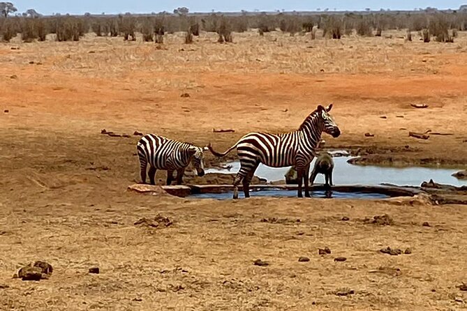 Tsavo East and Ngutuni Sanctuary Safari 3 Days From Mombasa - Reviews and Ratings