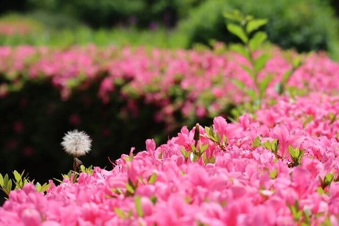 Tsukiji & Hamarikyu Gardens Wellness Tour – Walk, Relax & Lunch - Discover the Vibrant Tsukiji Market