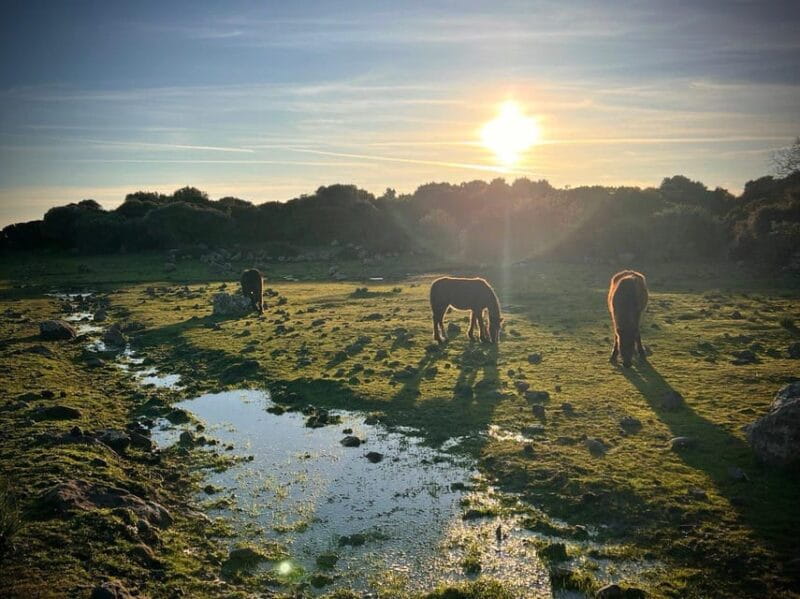 Tuili: Wild Giara Tour - Key Points / Takeaways