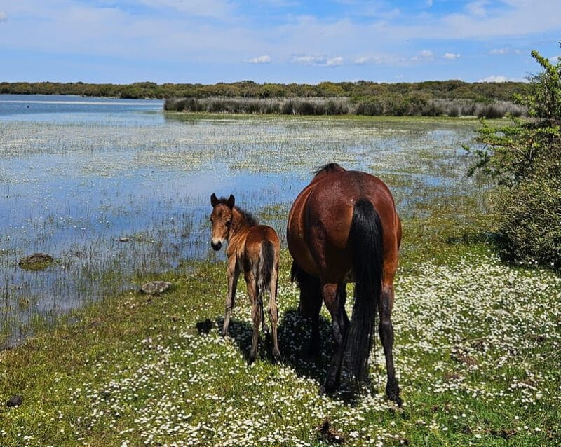 Tuili: Wild Giara Tour - Discovering Sardinia’s Hidden Treasure: The Wild Giara Tour
